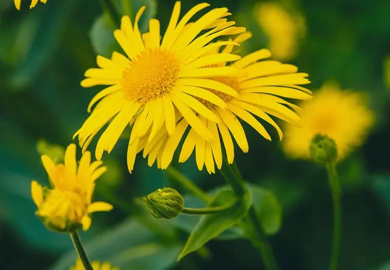 arnica Plant 983710244 770x533 1 jpg