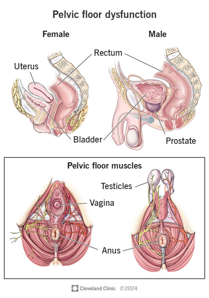 14459 pelvic floor dysfunction