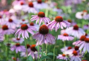 Echinacea 182175002 770x533 1 jpg