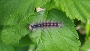 gypsy moth caterpillar 501036952