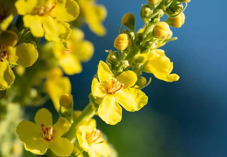 Mullein 1372009208 770x533 1 jpg